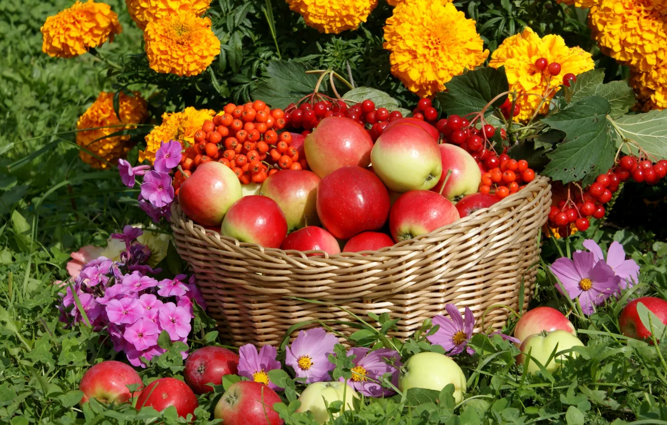 Photo wallpaper flowers, basket, apples, harvest, Rowan, Kalina, kosmeya, Phlox
