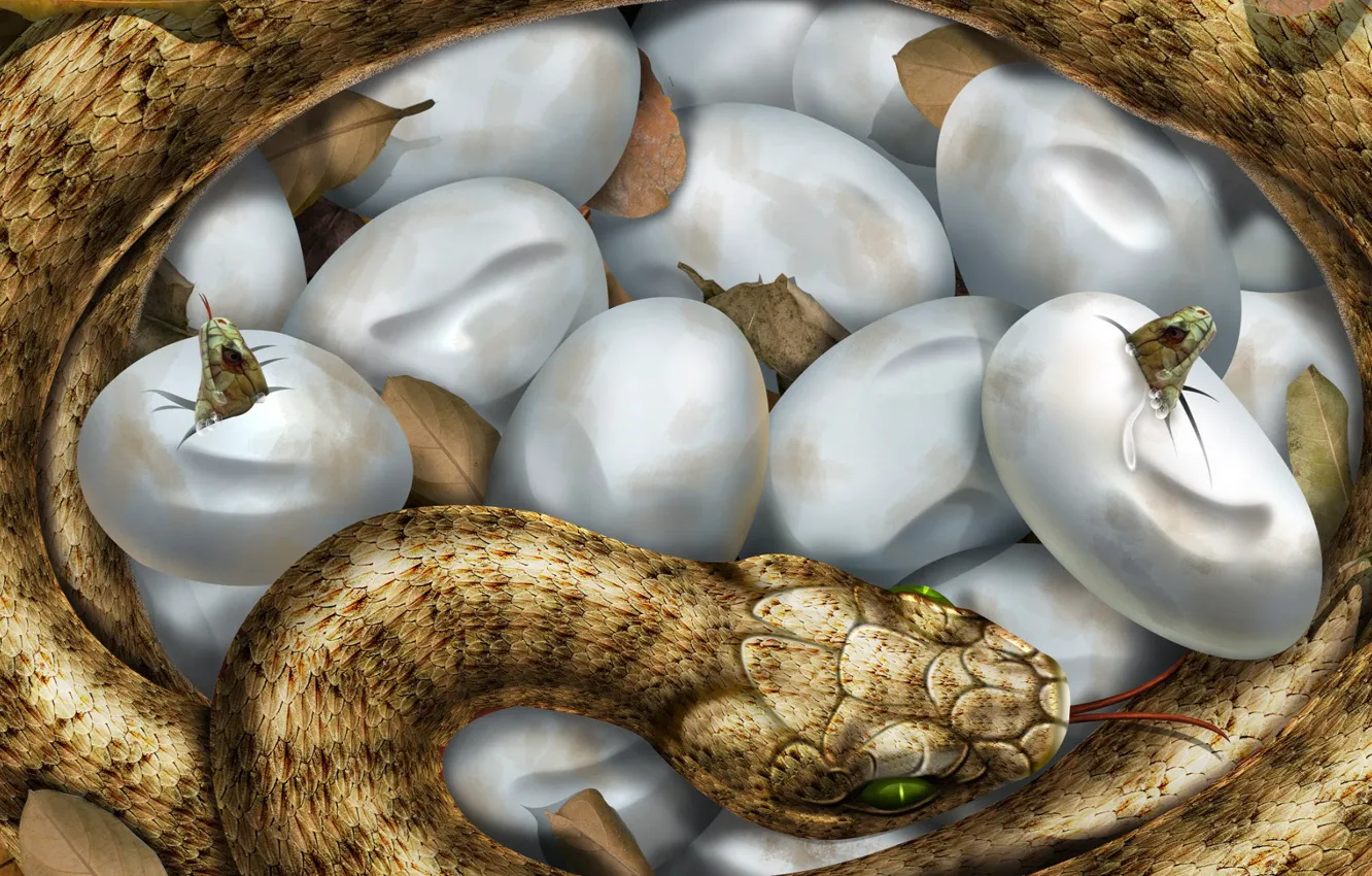 Photo wallpaper figure, snake, eggs