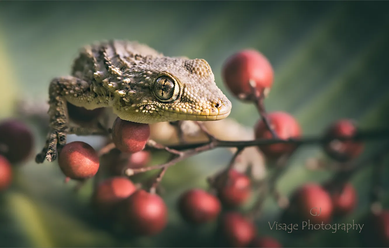 Photo wallpaper Gecko, branch with berries, GJ-Vernon