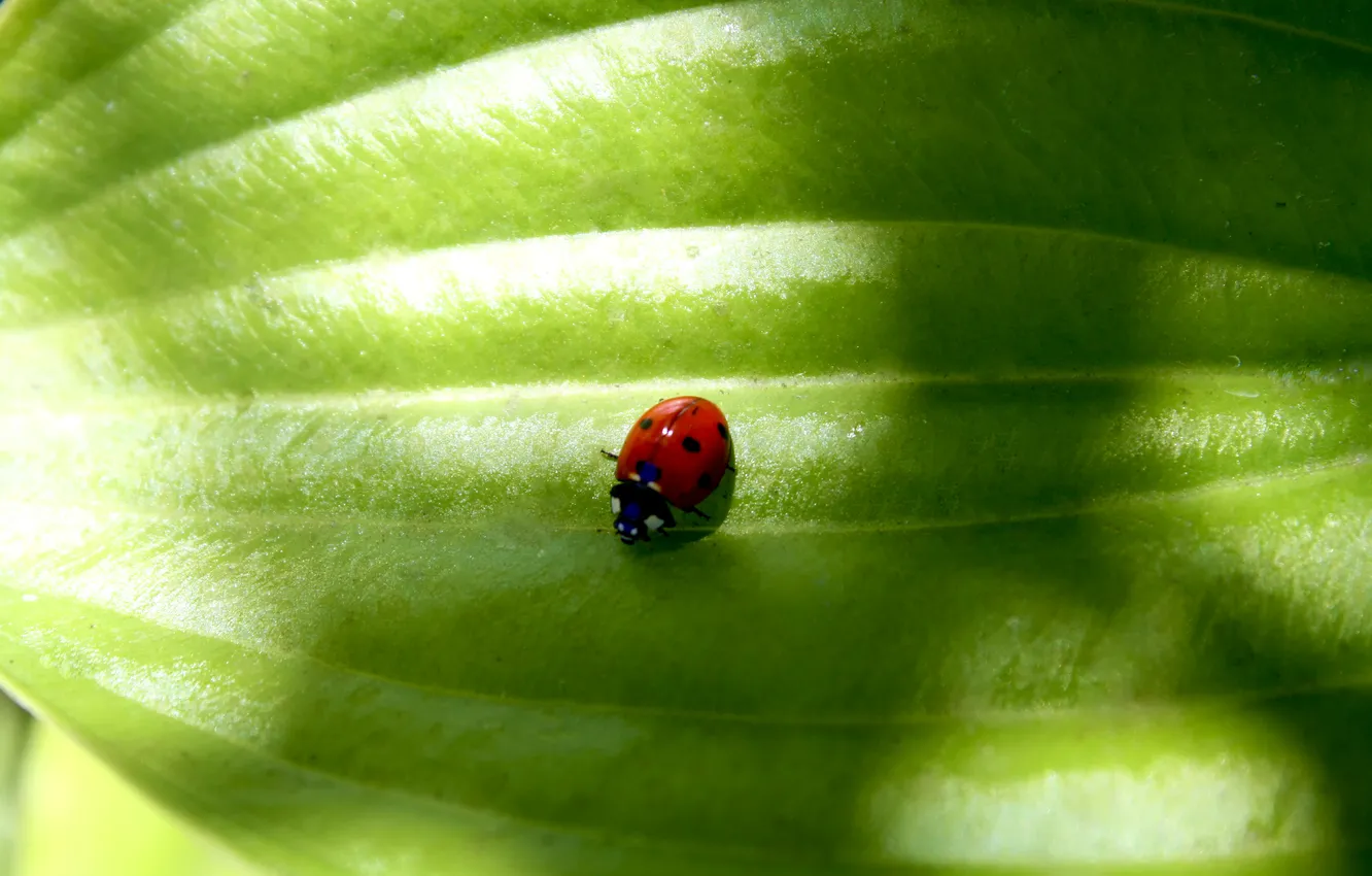 Photo wallpaper greens, summer, sheet, ladybug