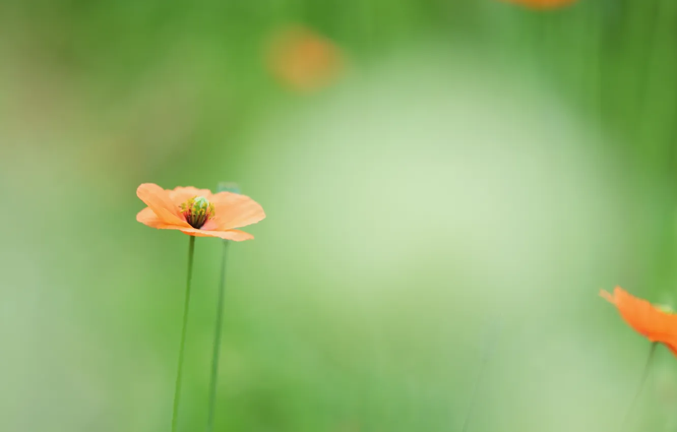 Photo wallpaper greens, summer, flowers, orange, green, glade, color, Mac