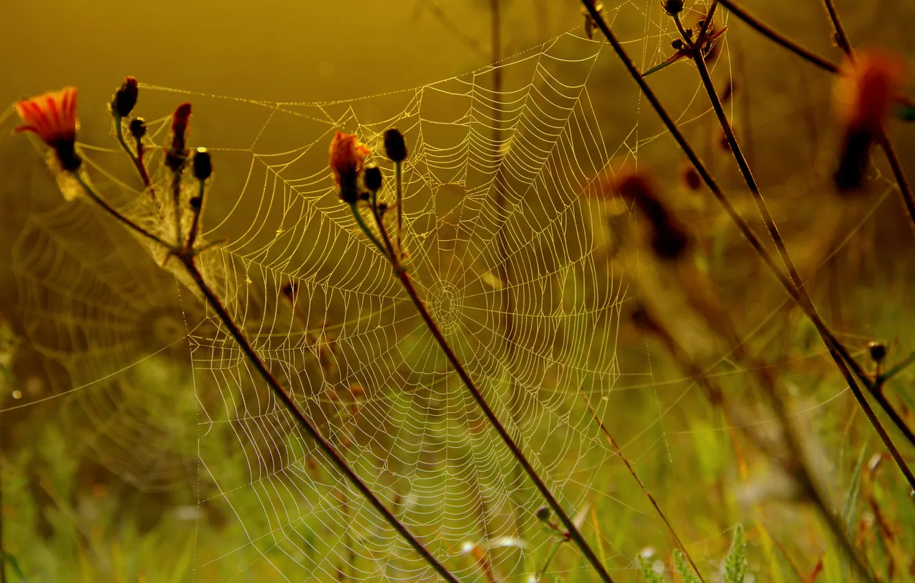 Photo wallpaper field, flowers, plant, web, meadow