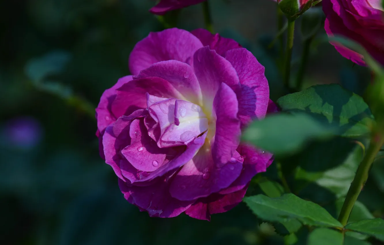 Photo wallpaper drops, roses, petals, buds