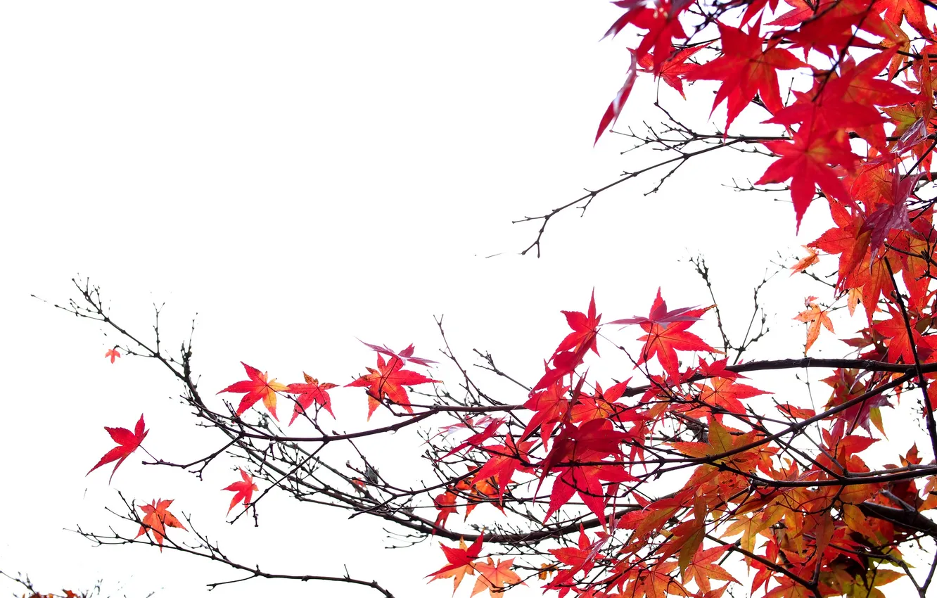 Photo wallpaper autumn, leaves, branches, maple, the crimson