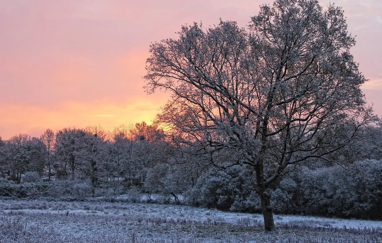 Photo wallpaper winter, snow, tree, dawn, morning