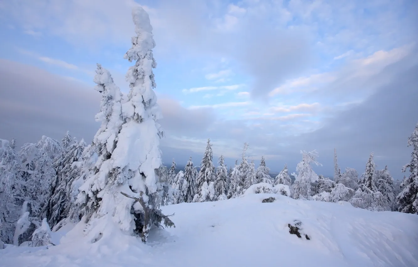 Photo wallpaper winter, forest, the sky, snow