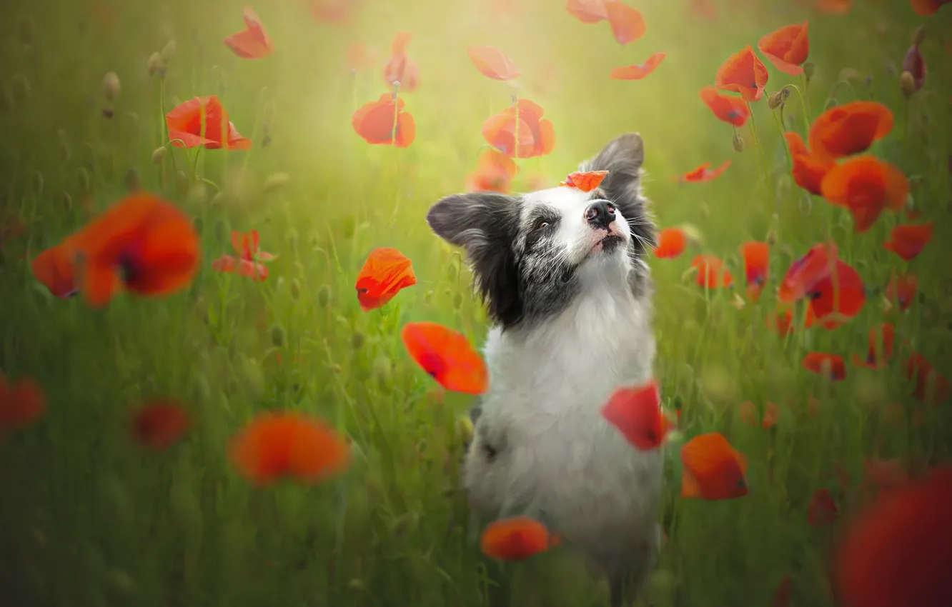 Photo wallpaper flowers, mood, Maki, dog, meadow, the border collie