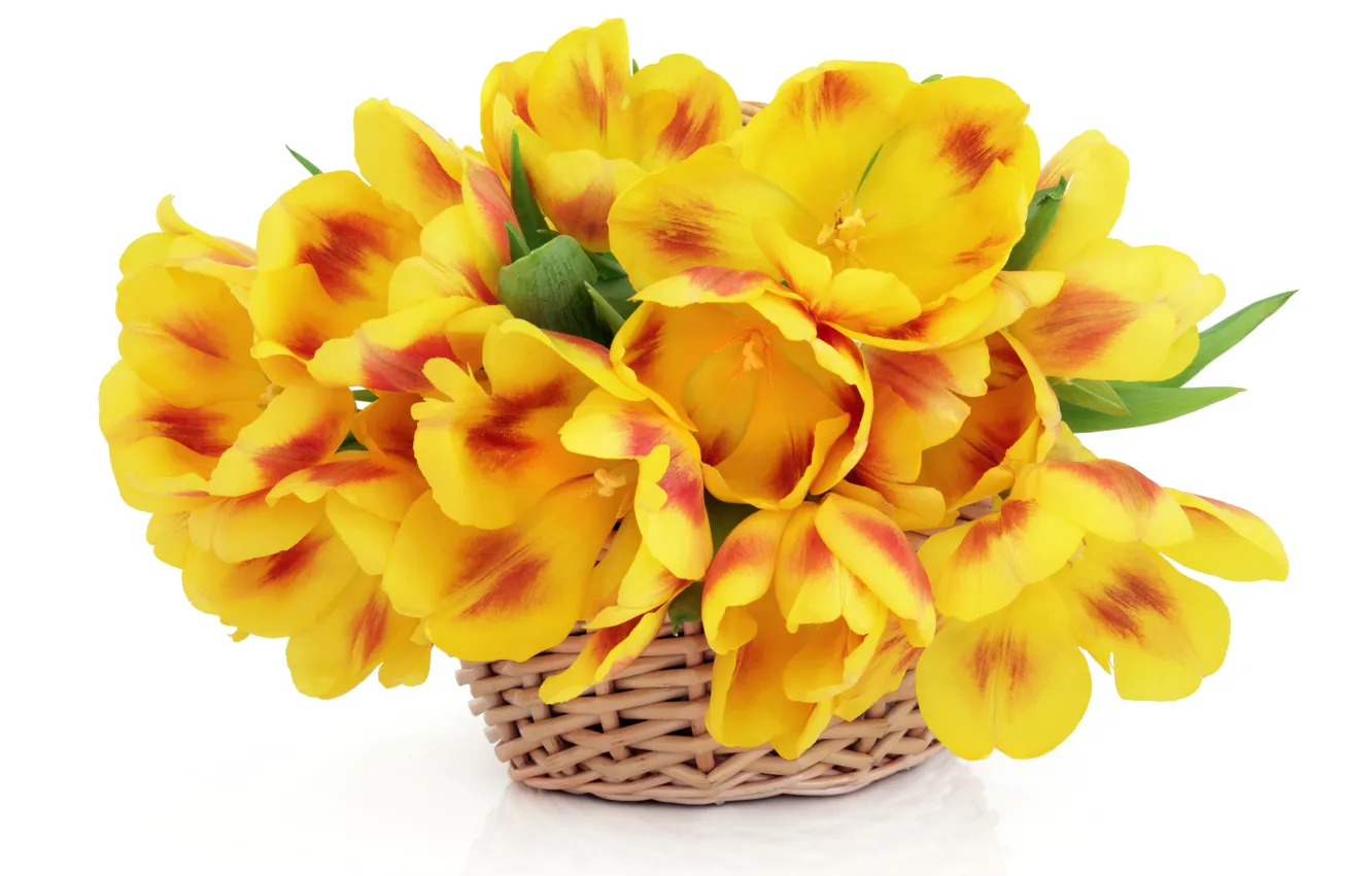 Photo wallpaper white, flowers, background, tulips, basket