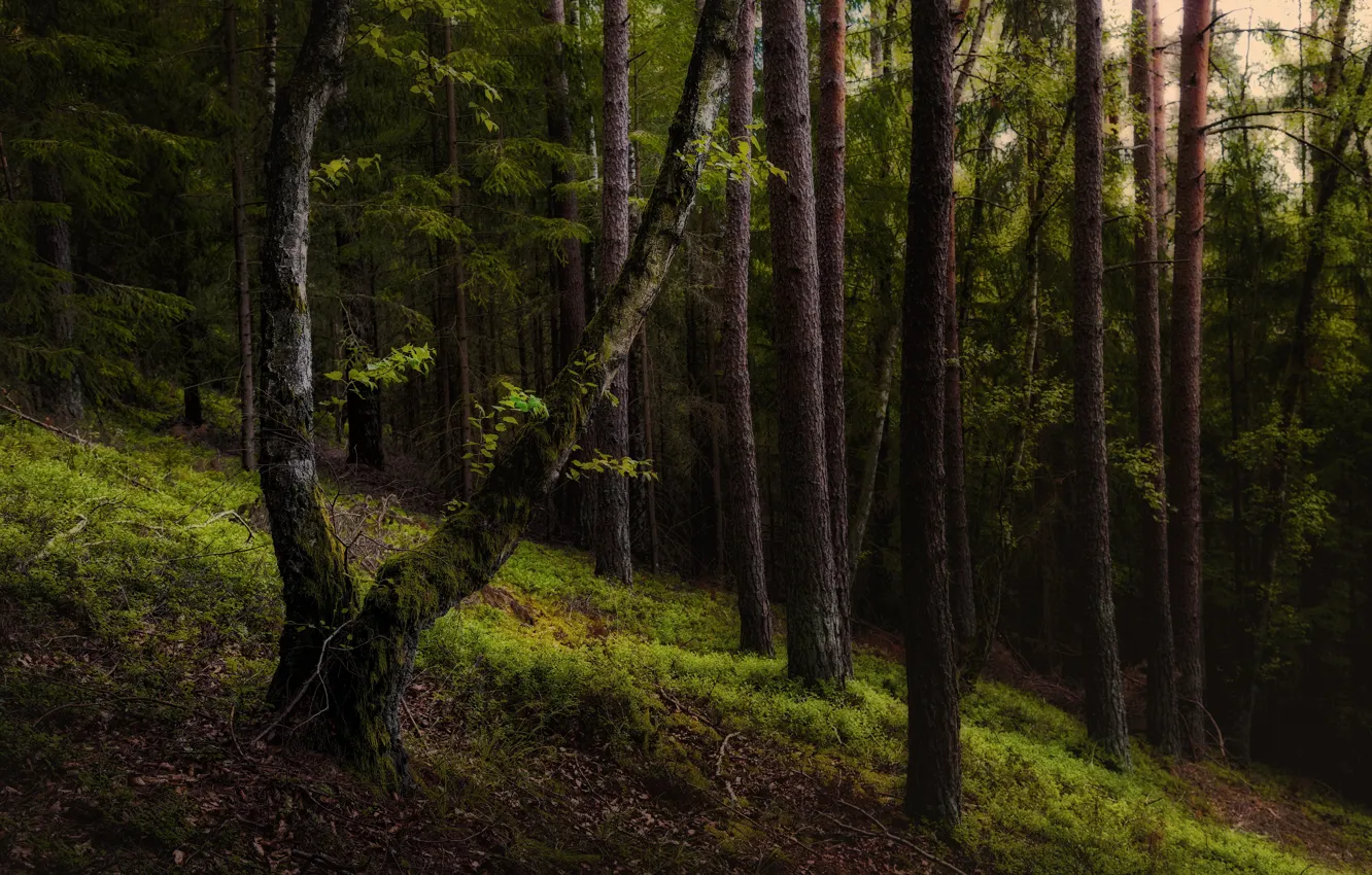 Photo wallpaper forest, trees, slope