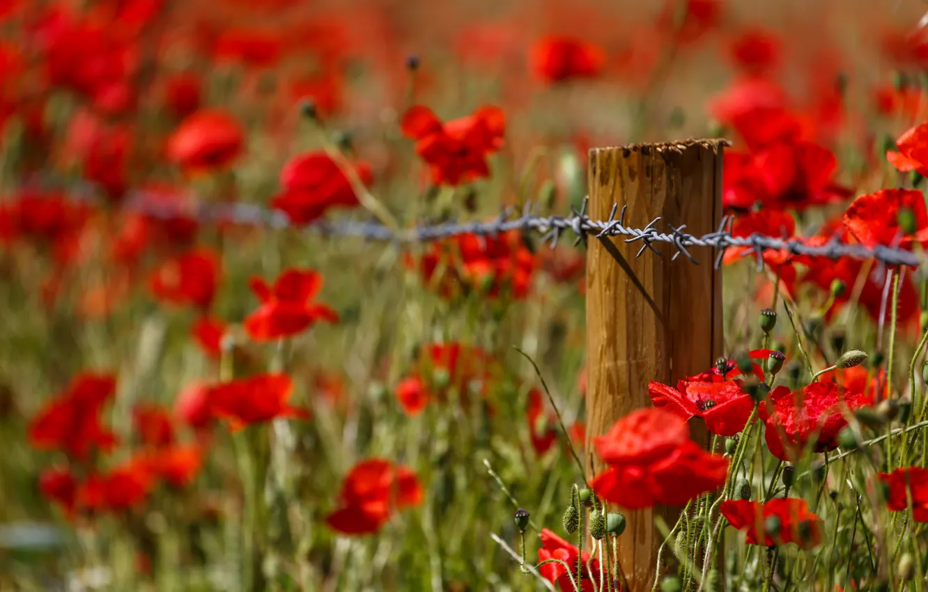 Photo wallpaper summer, flowers, Mac, Maki, the fence, red, al, a lot