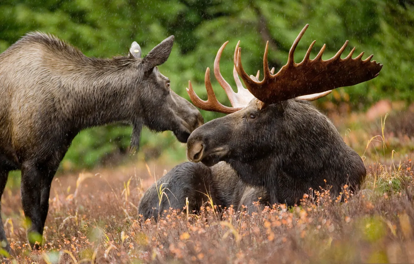 Photo wallpaper grass, mountain, family, Alaska, USA, moose