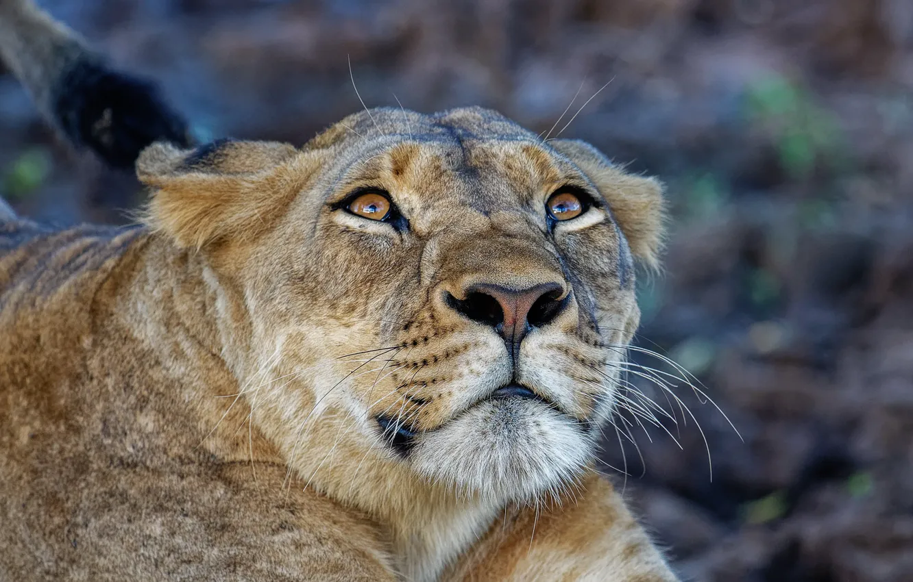 Photo wallpaper look, face, portrait, lies, lioness, looking up