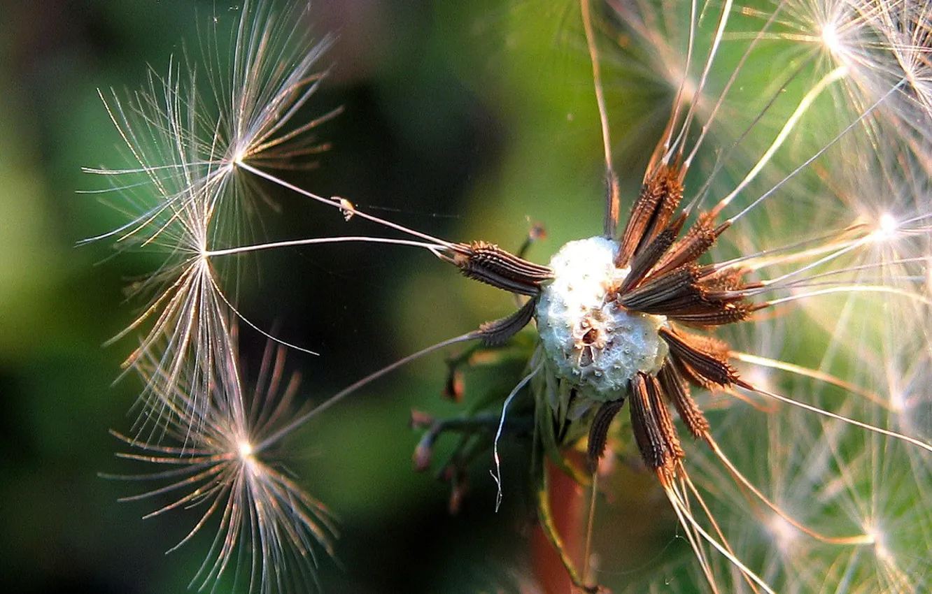 Photo wallpaper green, dandelion, fluff