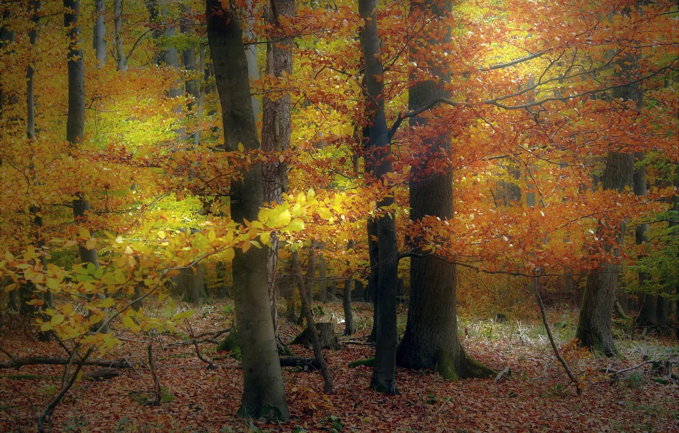 Photo wallpaper foliage, Park, trees, branches, autumn, forest, trunk