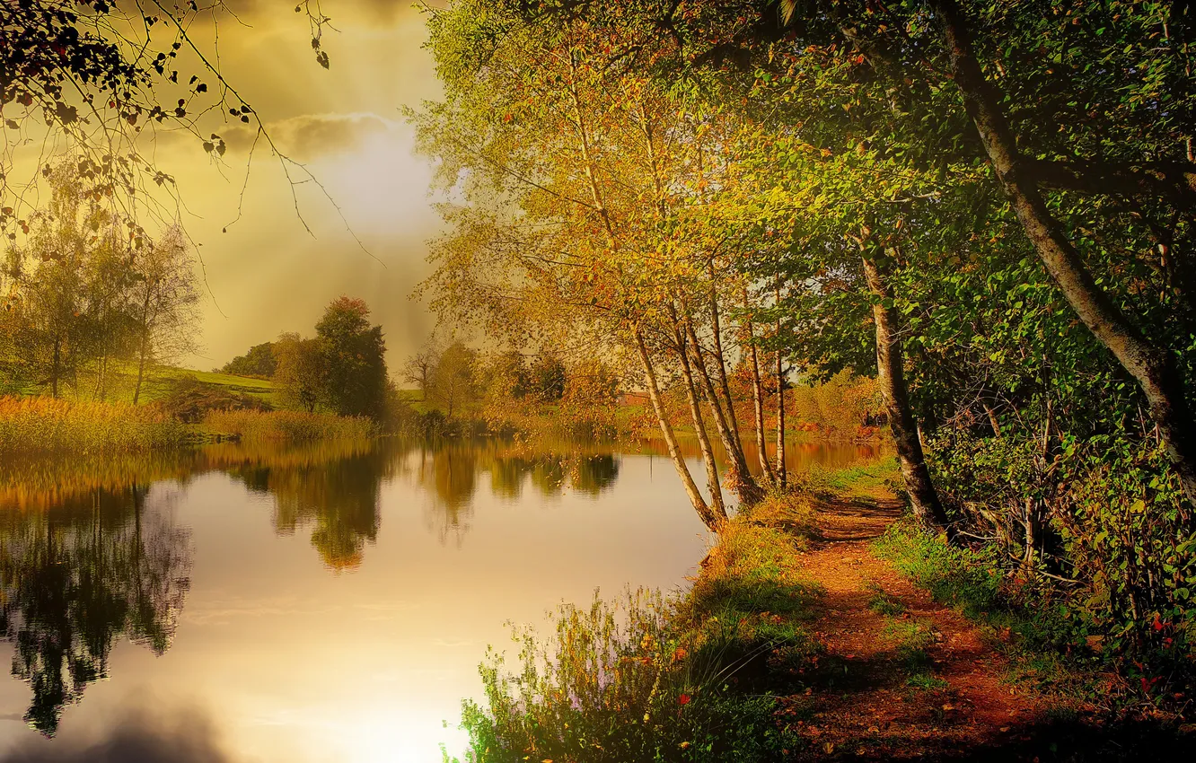 Photo wallpaper autumn, forest, the sun, light, trees, branches, lake, Park