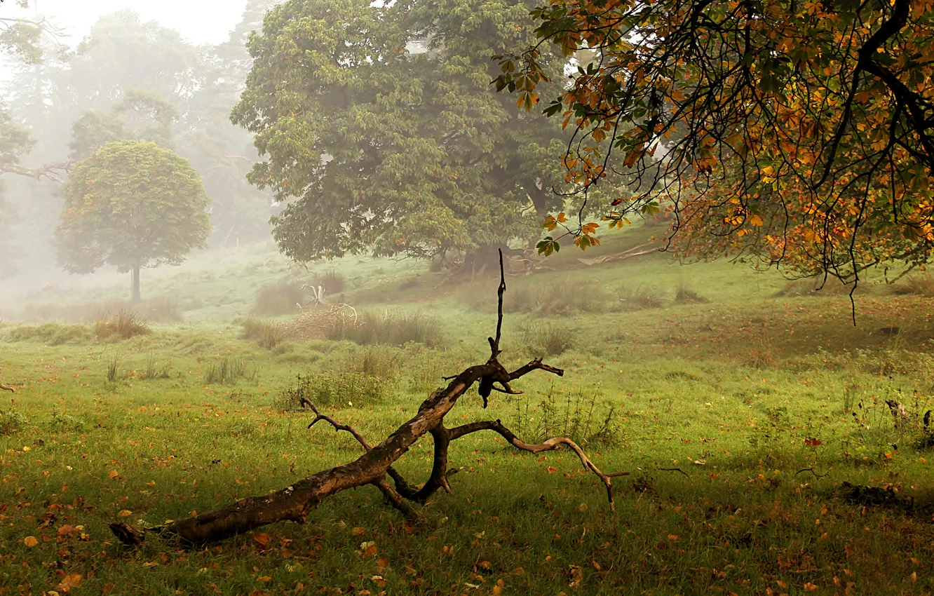 Photo wallpaper autumn, trees, fog, Park, snag
