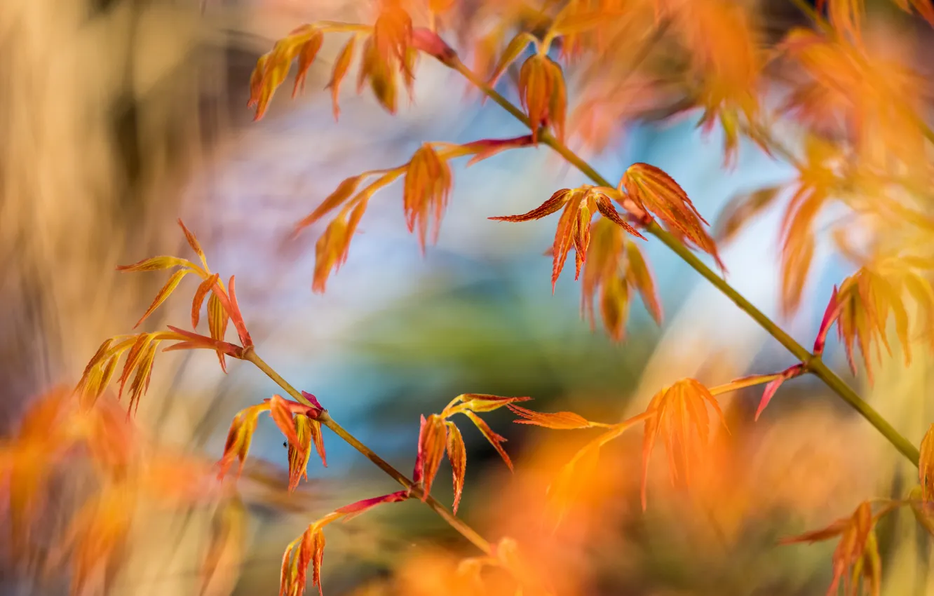 Photo wallpaper autumn, leaves, plant, stem