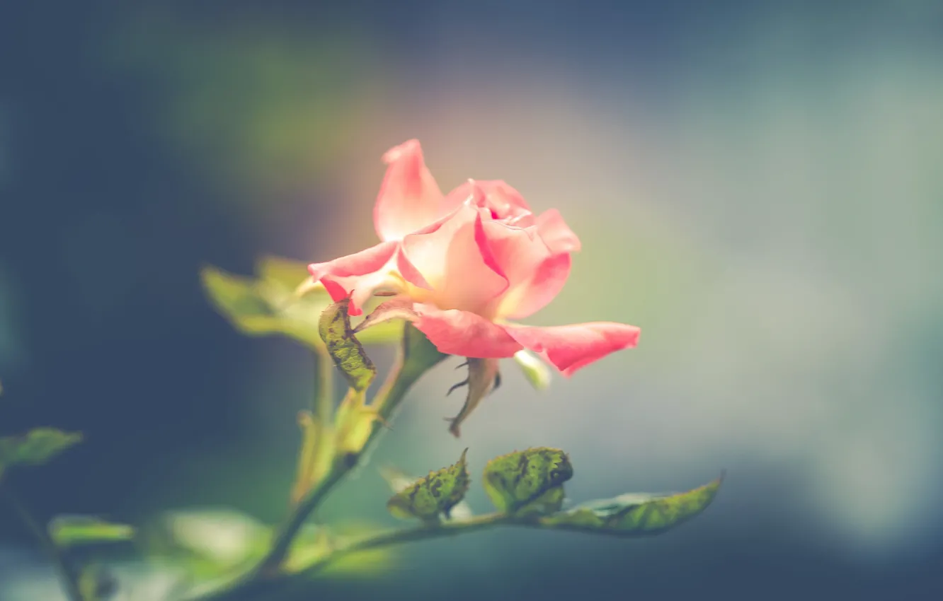 Photo wallpaper roses, petals, bokeh