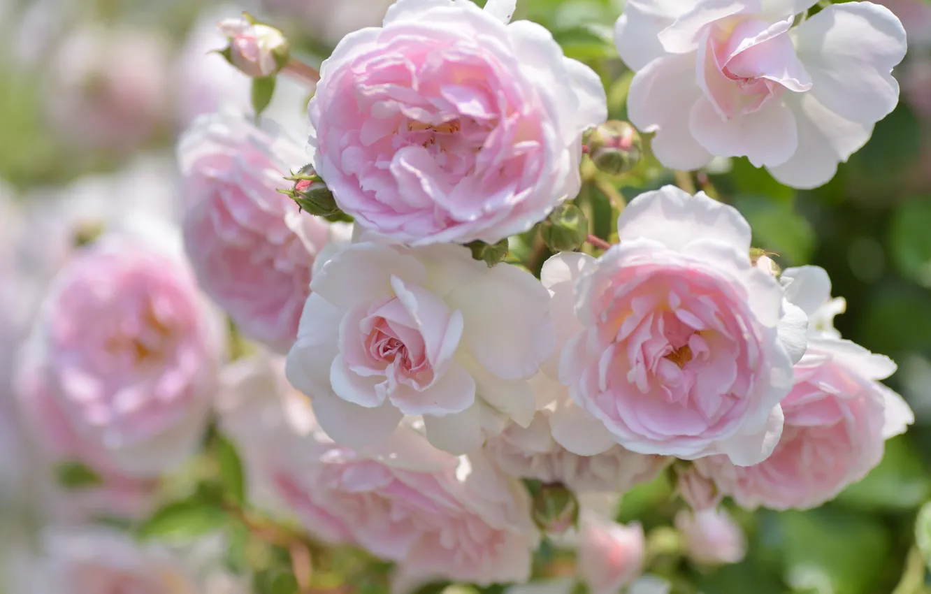 Photo wallpaper tenderness, roses, pink, buds