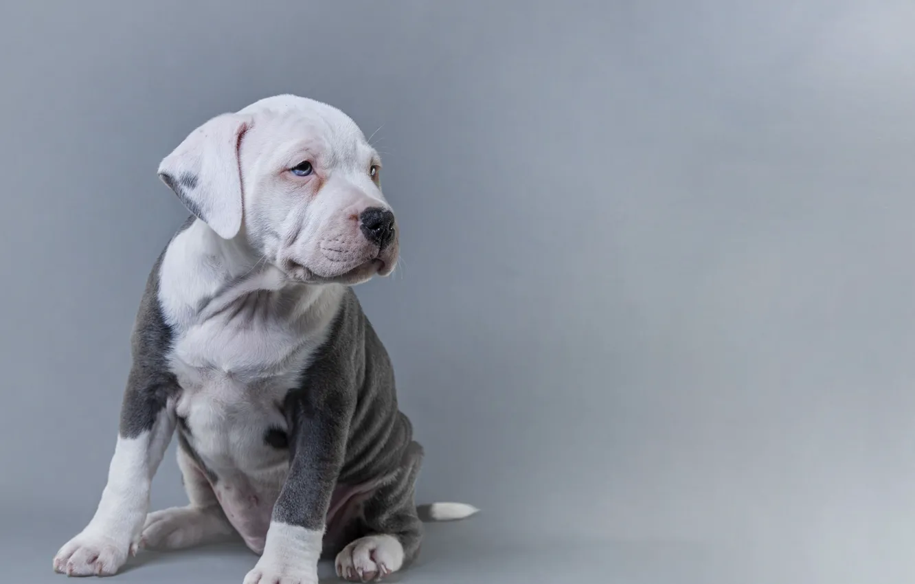 Photo wallpaper look, pose, dog, puppy, grey background, face, sitting, spotted