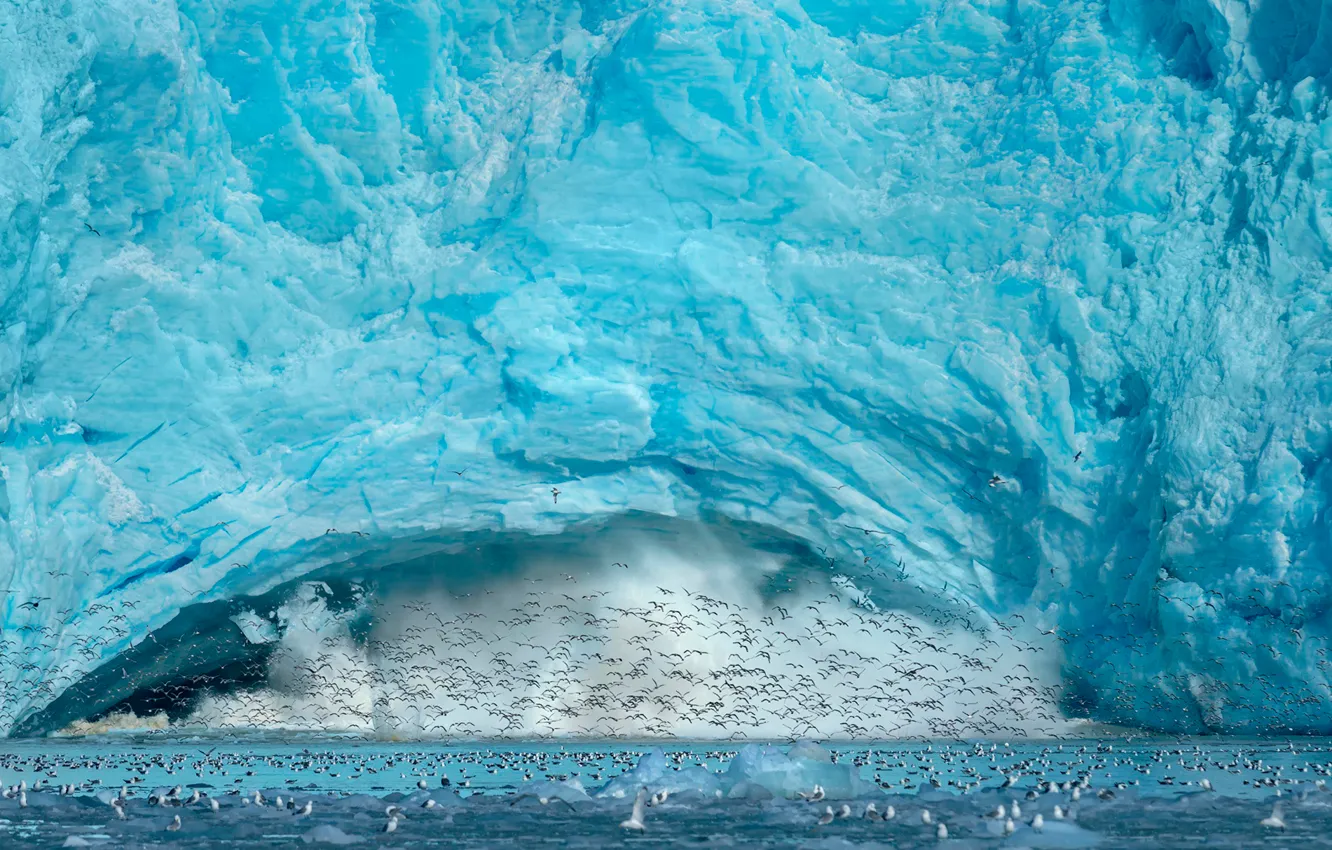 Photo wallpaper birds, ice, Spitsbergen