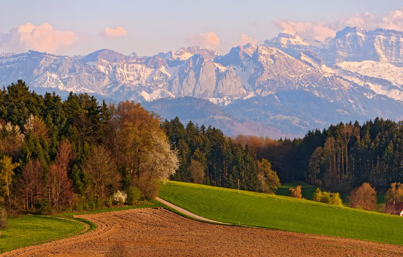 Photo wallpaper Field, Mountains, Trees, Switzerland, Switzerland