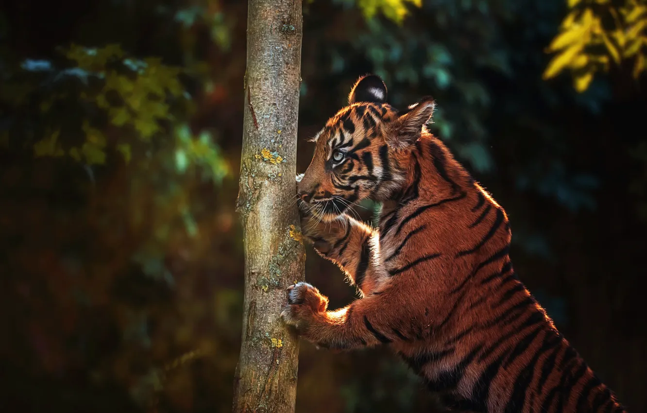 Photo wallpaper look, face, leaves, light, nature, tiger, pose, the dark background