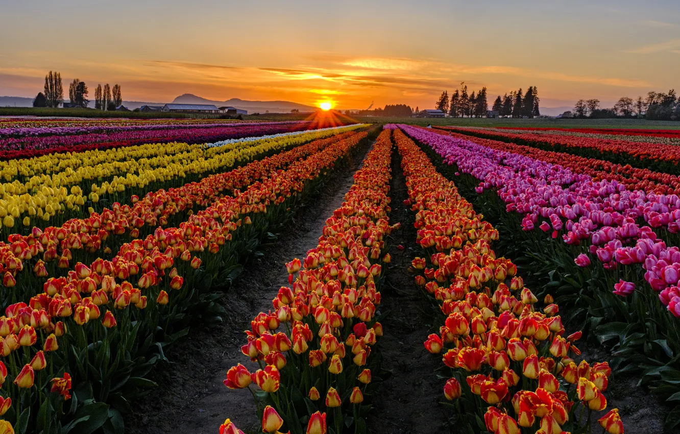 Photo wallpaper field, the sky, the sun, clouds, rays, trees, sunset, flowers