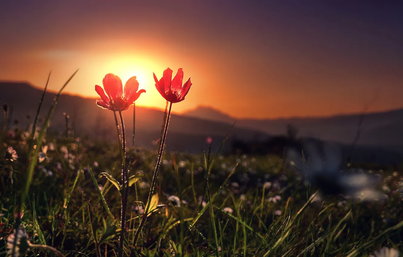 Photo wallpaper grass, the sun, light, flowers