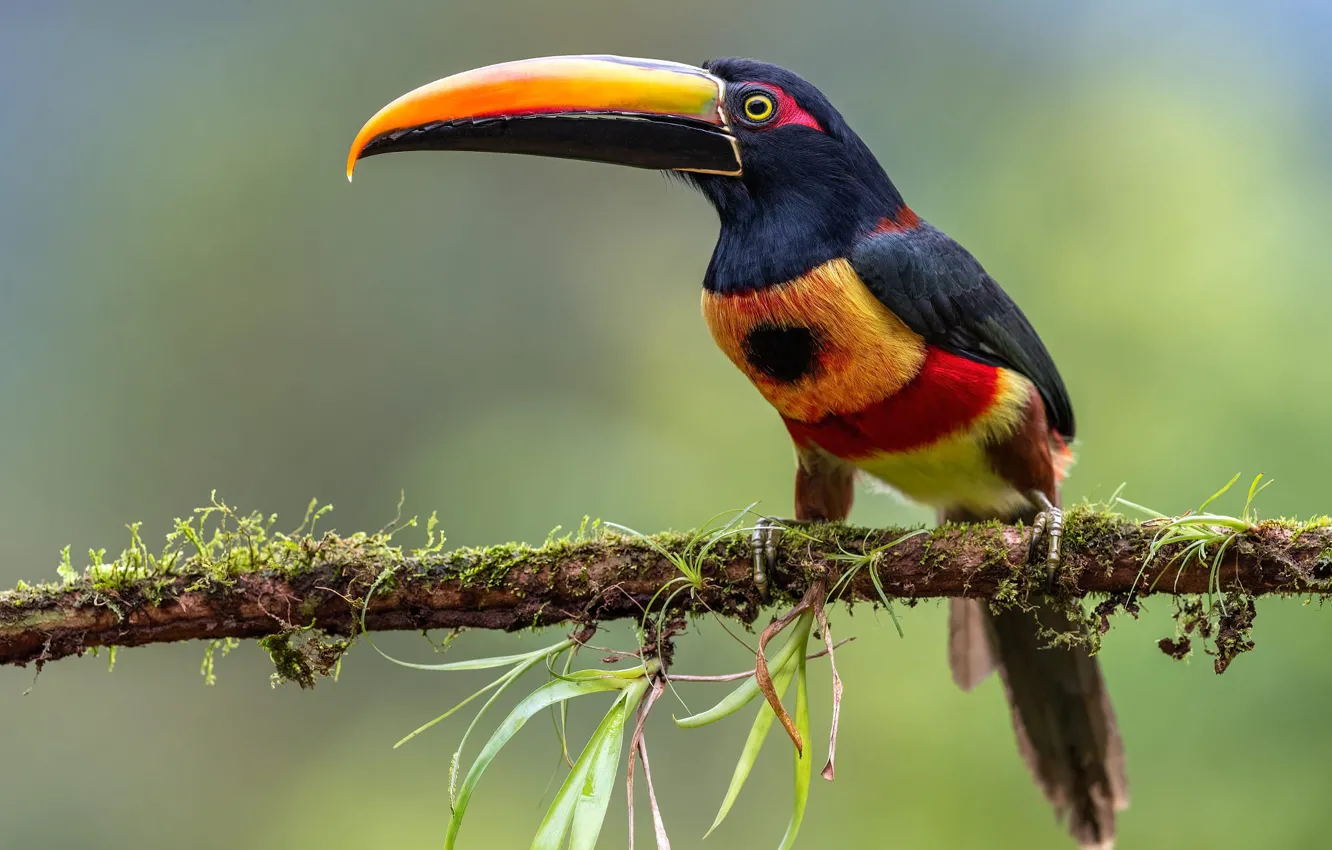 Photo wallpaper branches, background, bird, Toucan
