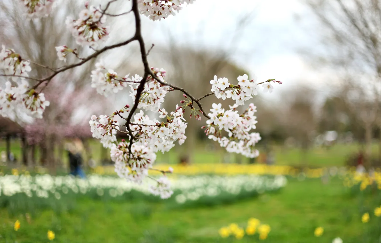 Photo wallpaper flowers, yellow, nature, cherry, tree, branch, glade, branch