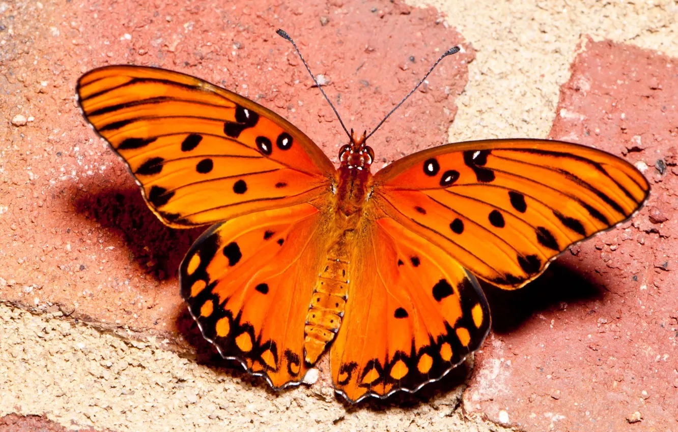 Photo wallpaper sand, orange, butterfly, texture