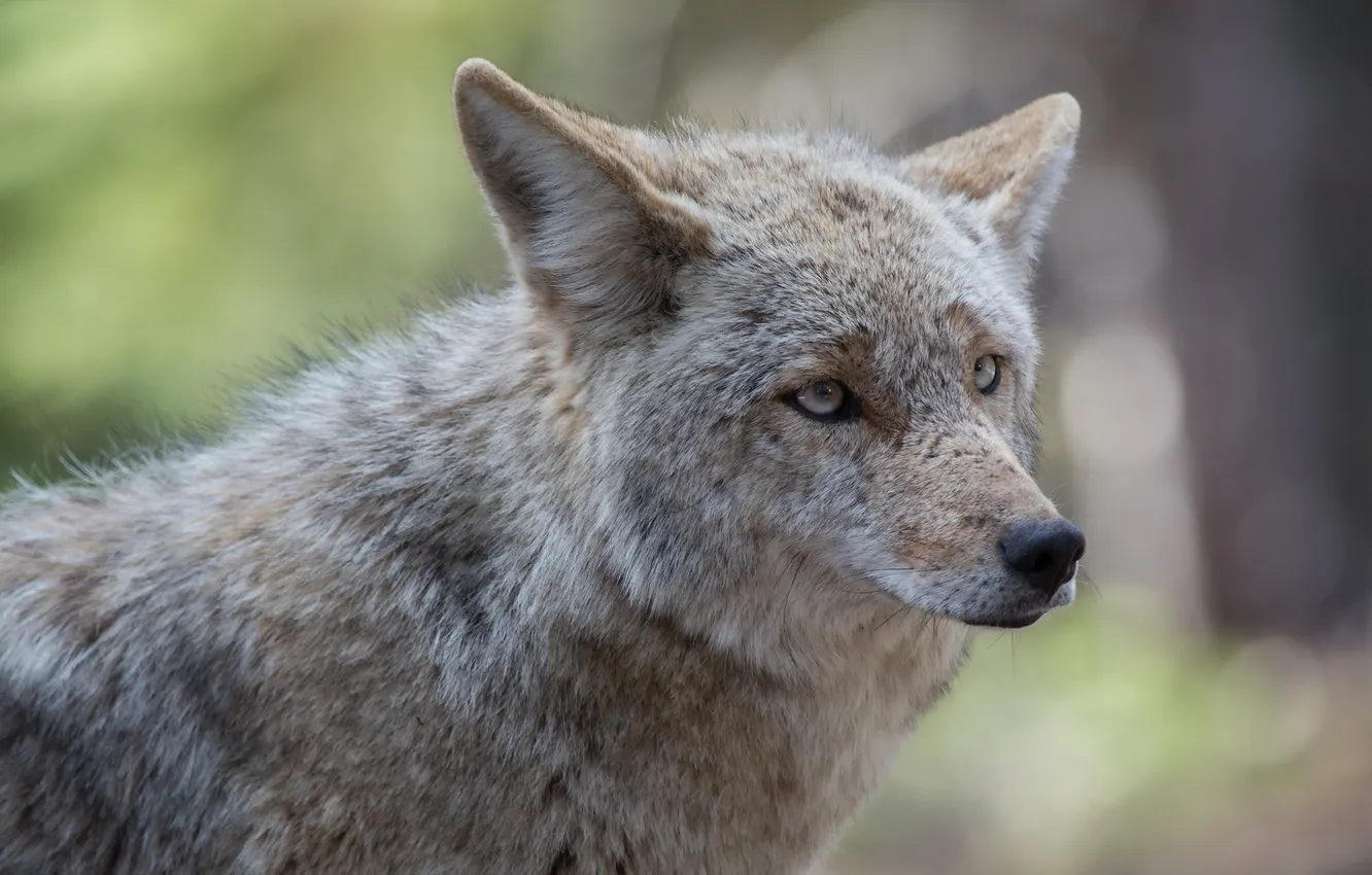 Photo wallpaper nature, background, Coyote