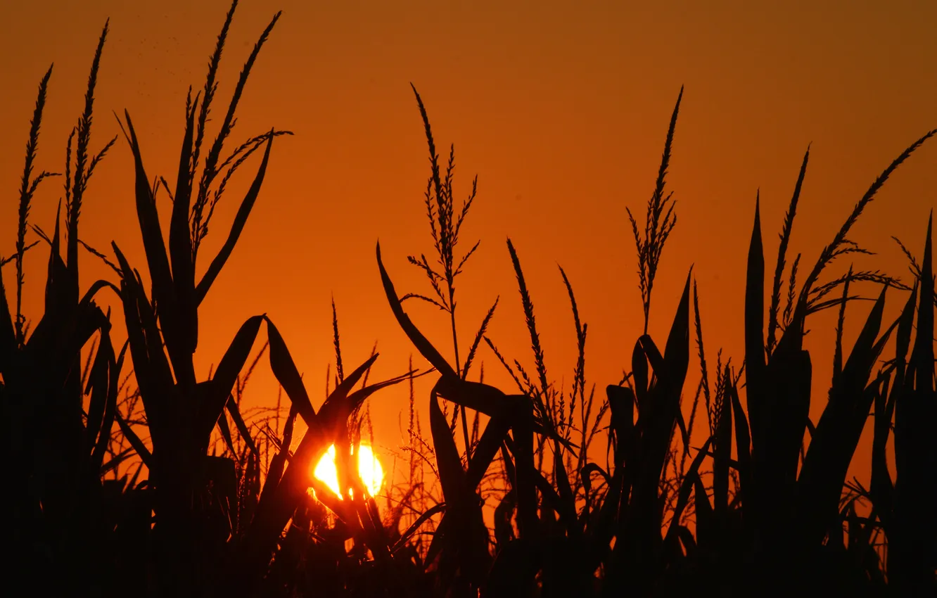 Photo wallpaper field, the sky, the sun, sunset, corn
