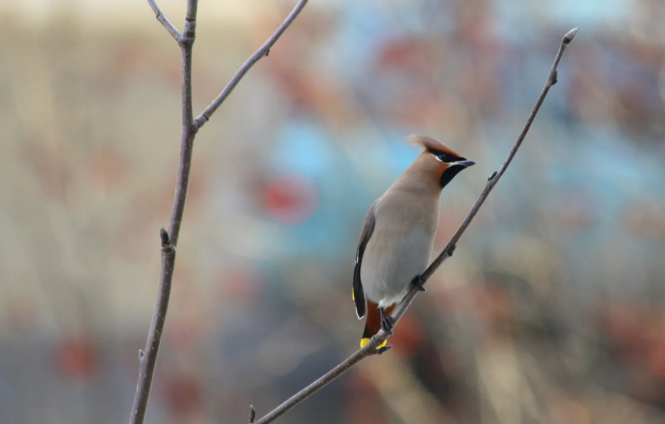 Photo wallpaper branches, bird, the Waxwing, Bombycilla garrulus