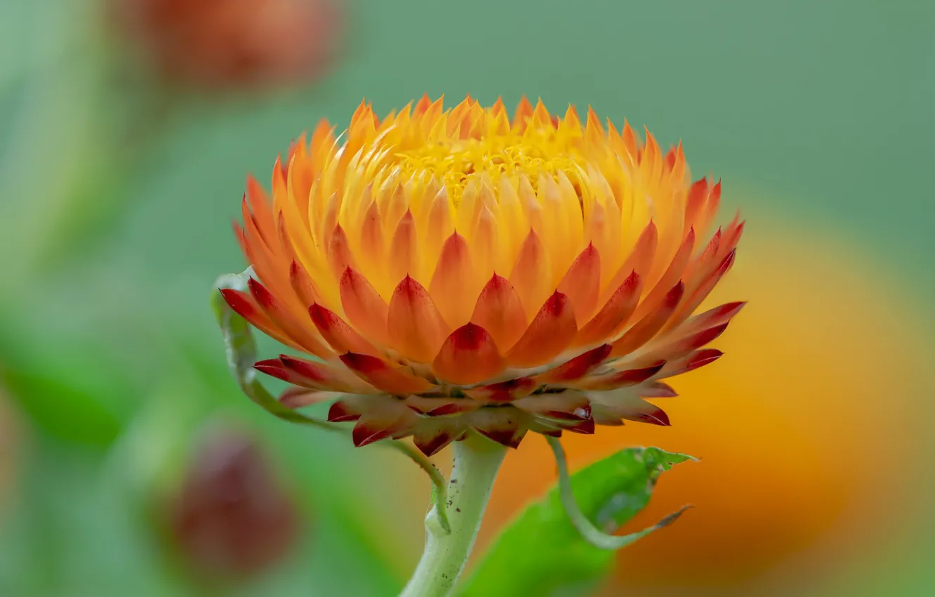 Photo wallpaper flowers, background, petals, Fleur Walton