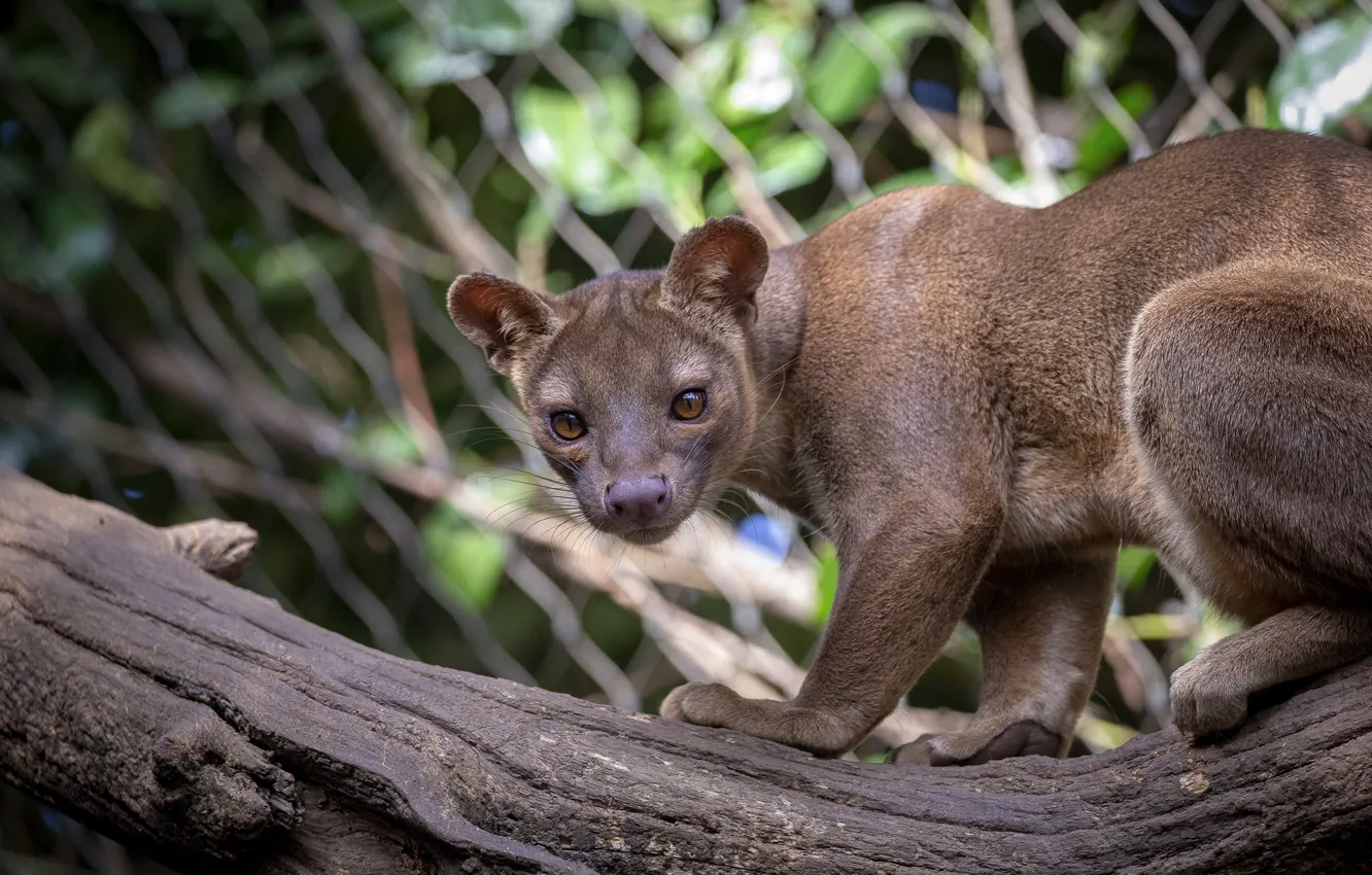Photo wallpaper look, face, pose, log, Fossa