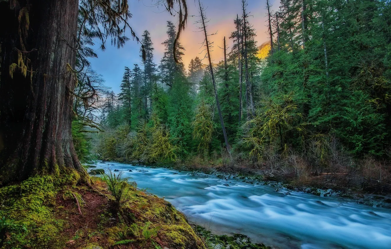 Photo wallpaper forest, nature, river, for, USA, Skykomish, Skykomish, Kevin Russell