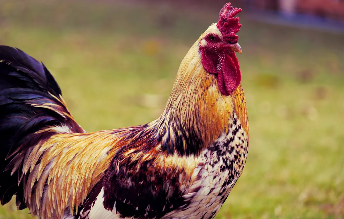 Photo wallpaper nature, background, bird, portrait, bokeh, cock, bright plumage, motley