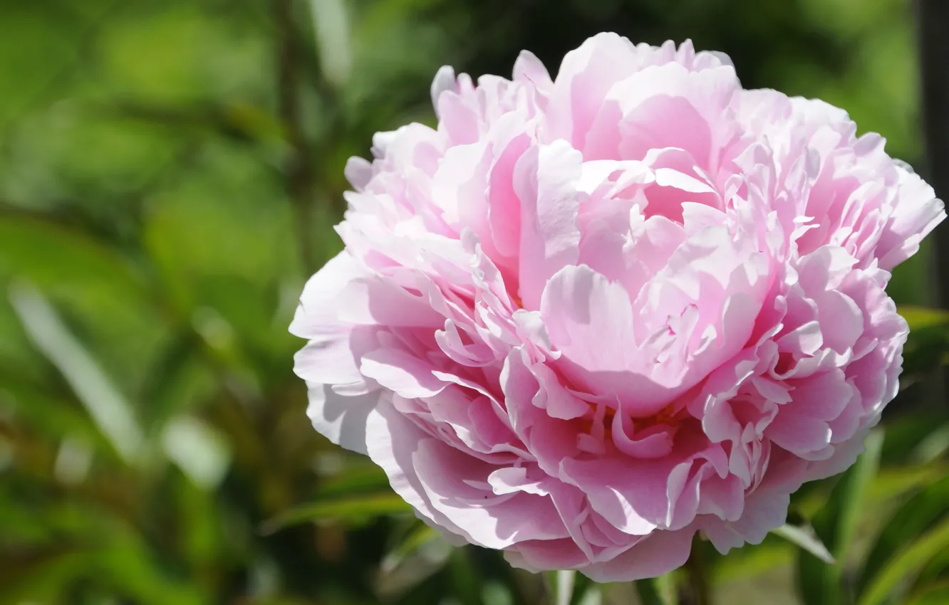 Photo wallpaper light, flowers, pink, bokeh, peonies