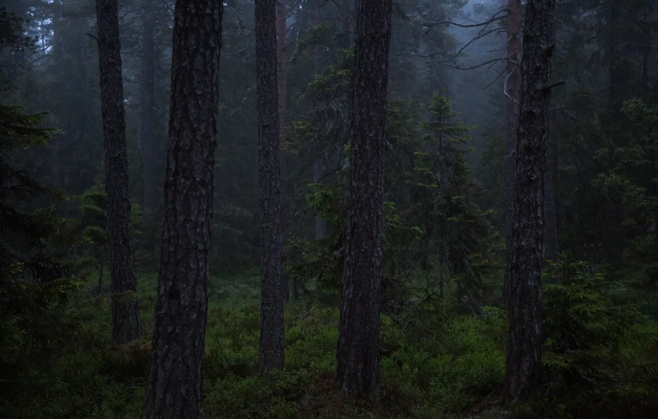 Photo wallpaper forest, summer, trees, nature, Sweden, twilight, Sweden