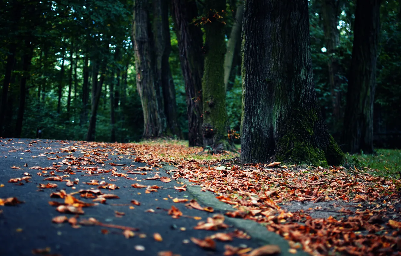 Photo wallpaper autumn, asphalt, trees, nature, Park, foliage