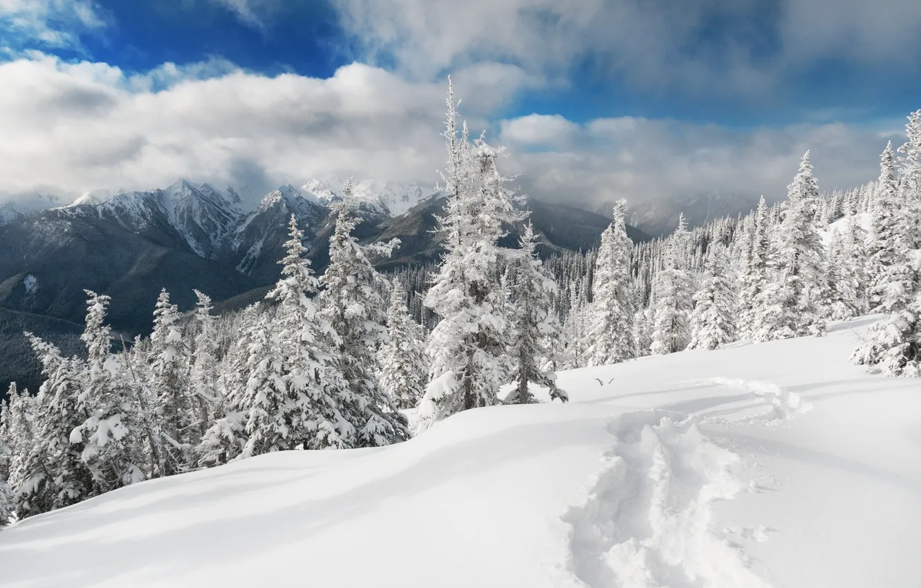 Photo wallpaper winter, snow, landscape, nature, ate