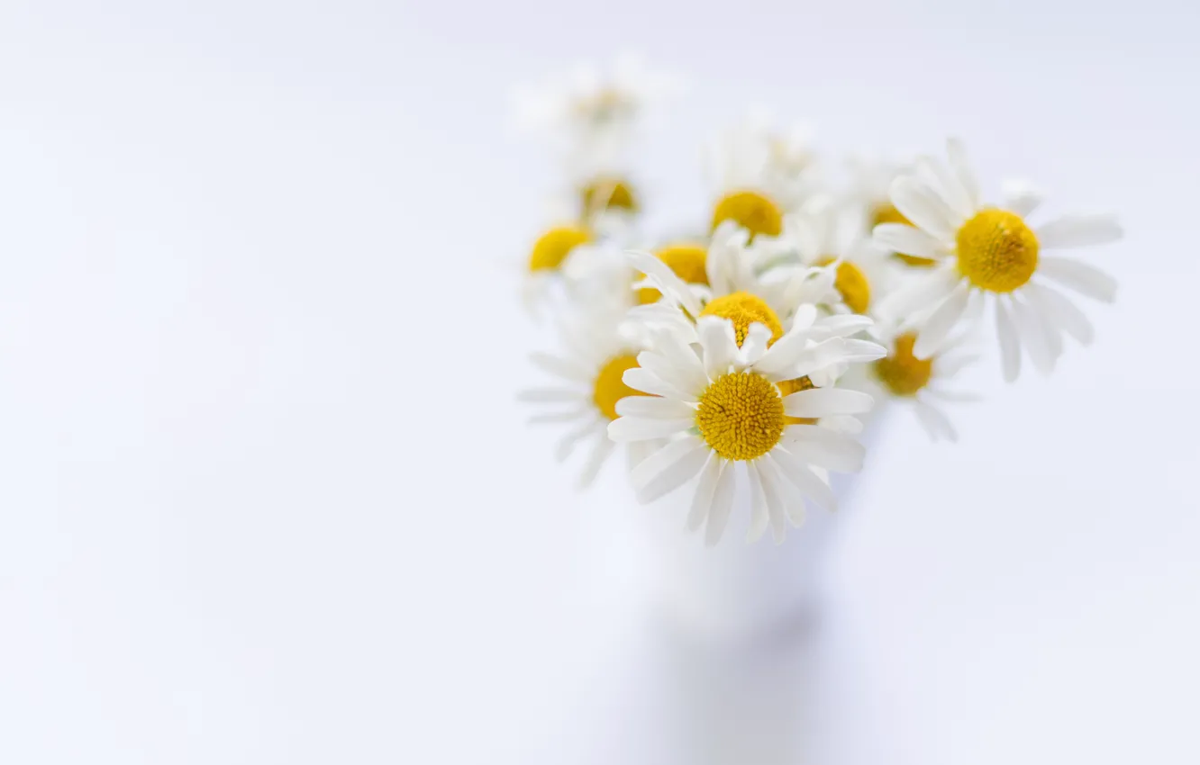 Photo wallpaper chamomile, white background, a bunch