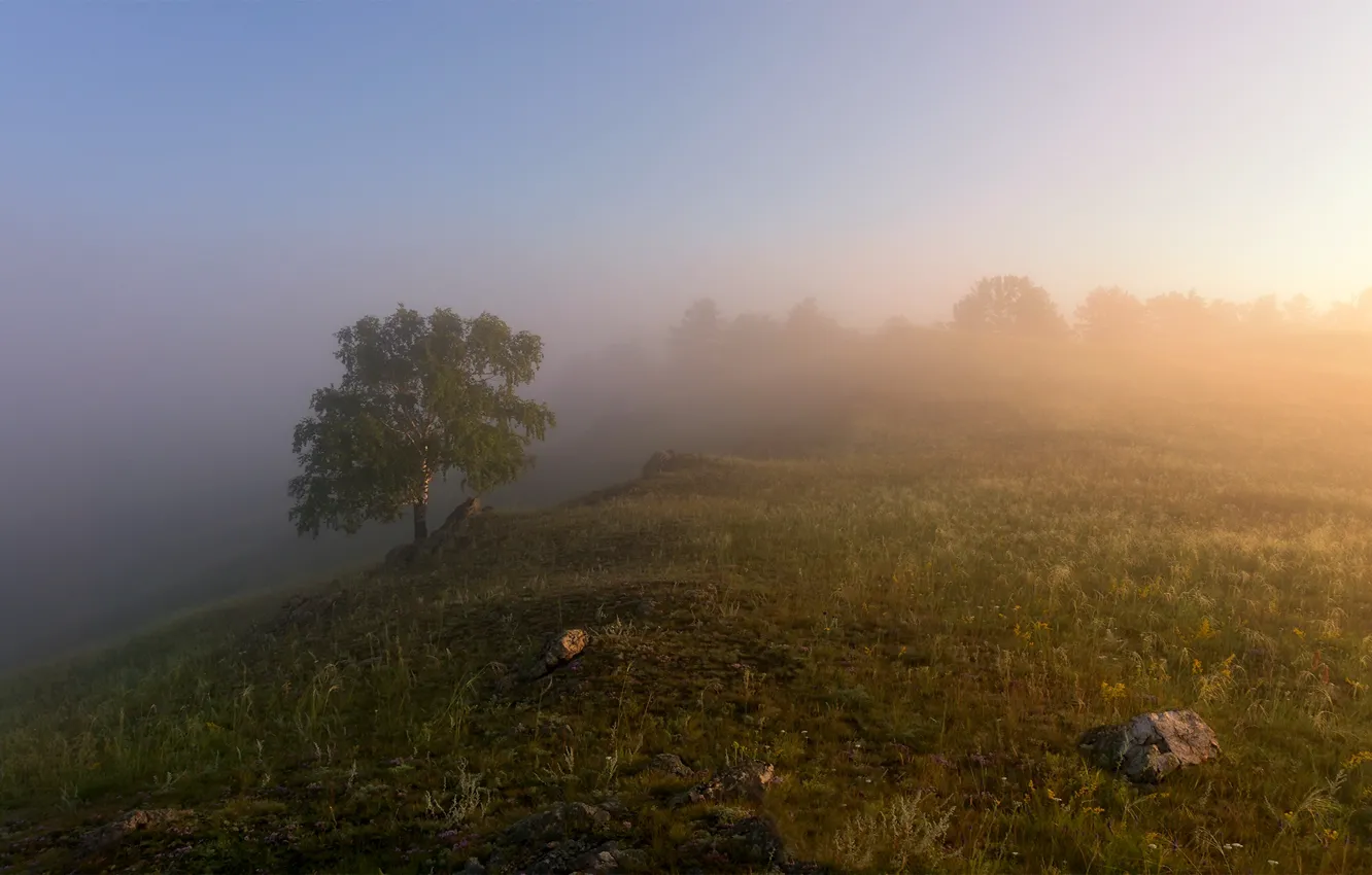 Photo wallpaper field, summer, grass, light, trees, landscape, nature, fog