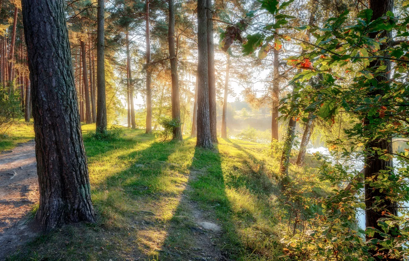 Photo wallpaper green, colors, light, forest, sunrise, shadows