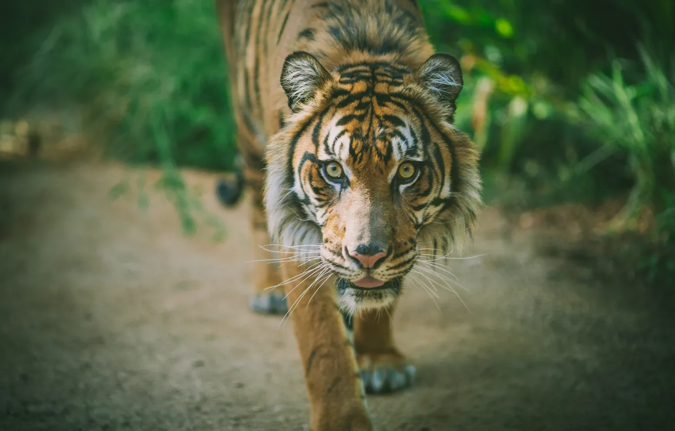 Photo wallpaper tiger, animal, predator