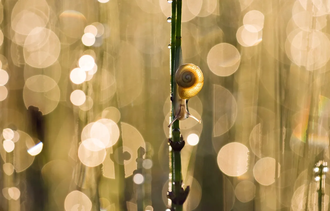Photo wallpaper grass, glare, Germany, Bayern, giant snail
