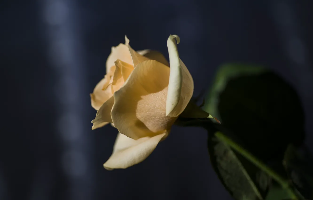 Photo wallpaper macro, flowers, background, roses