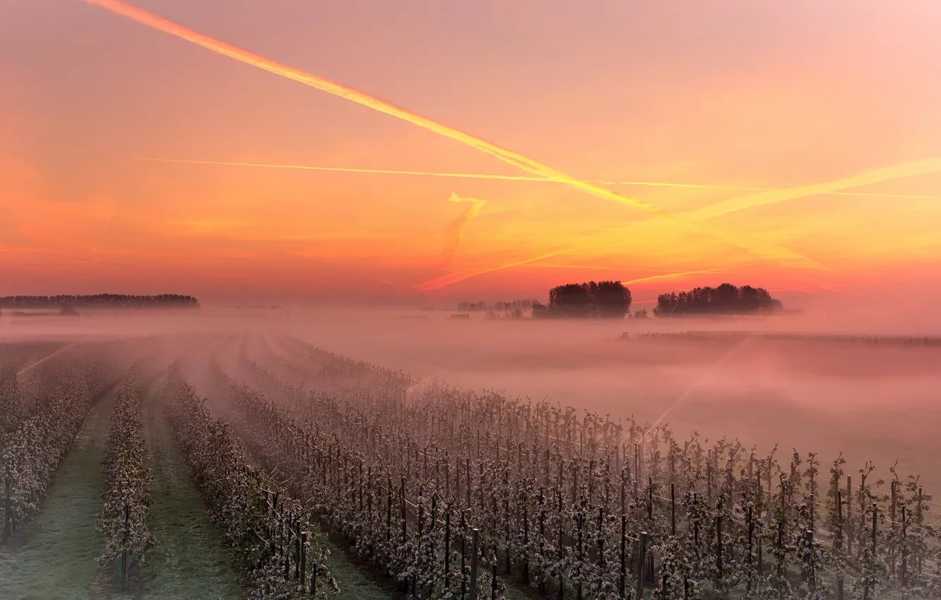 Photo wallpaper sunset, fog, vineyard